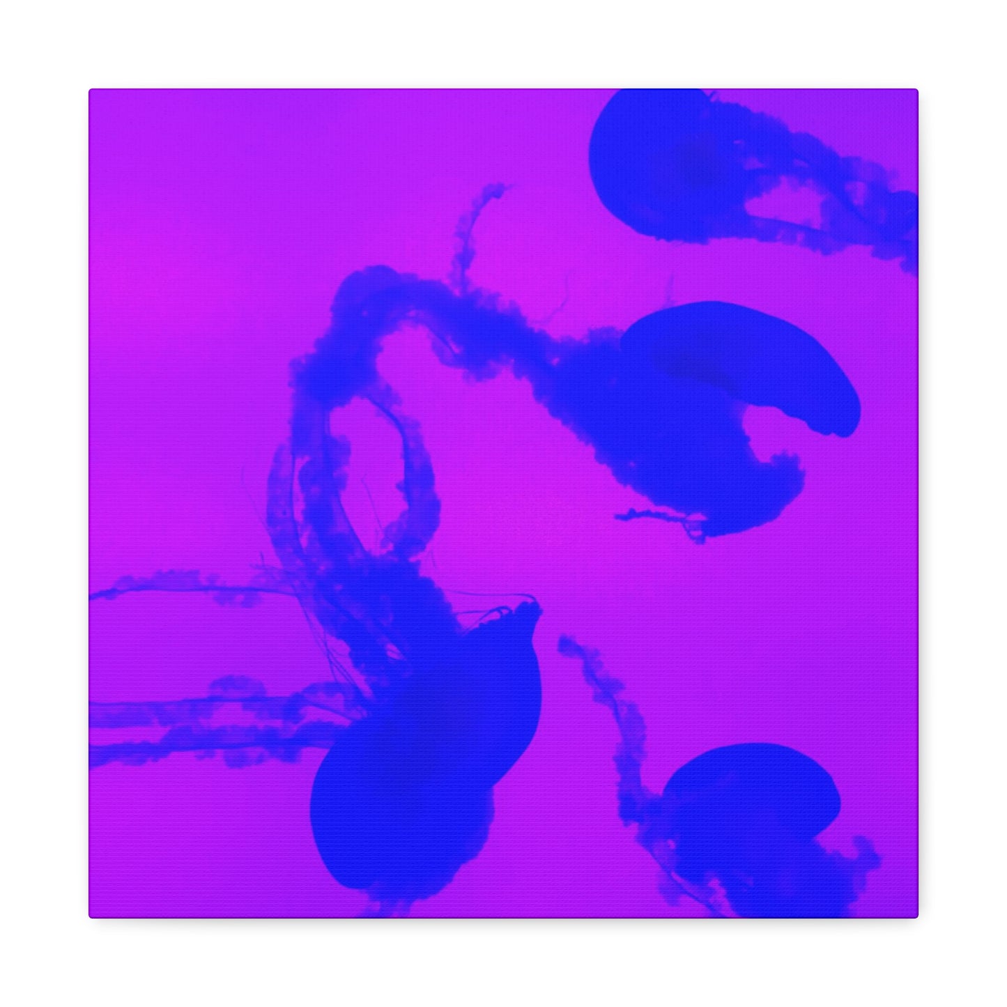 Jellyfish Canvas Gallery Wrap