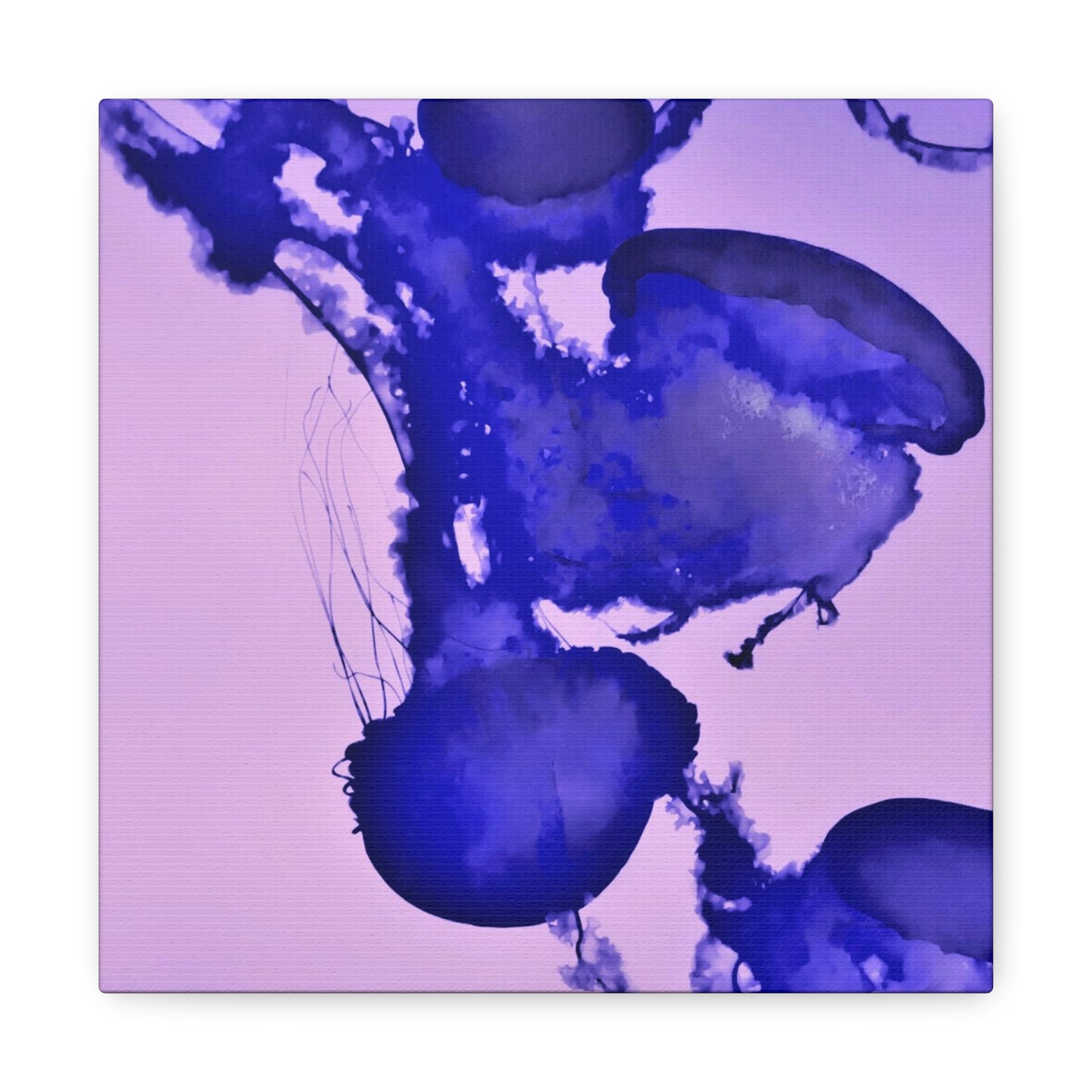 Jellyfish Canvas Gallery Wrap